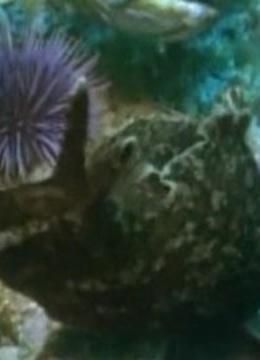 漫步海洋