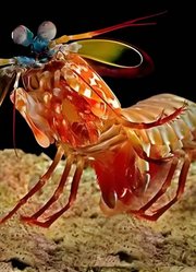 海洋生物档案