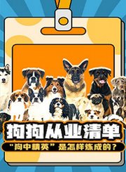 狗狗从业清单