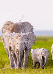 生命礼赞·出生、成长再到死亡