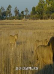 猛兽联盟入侵！