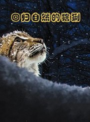 回归自然的猞猁