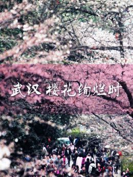 武汉樱花绚烂时