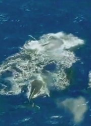 四十吨的公鲸鱼求偶大场面，海浪掀起几米高，摄像机拍下这一幕！
