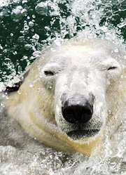 冰川统治者：北极熊的危机