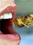 吃昆虫能拯救世界吗？