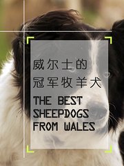 威尔士的冠军牧羊犬