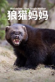 狼獾妈妈