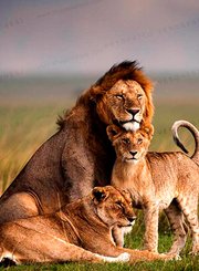 探秘自然：逆境中的狮群
