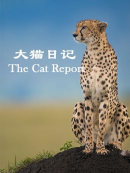 大猫日记