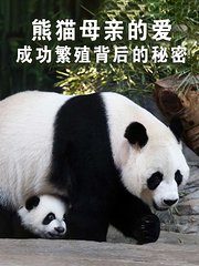 熊猫母亲的爱：成功繁殖背后的秘密