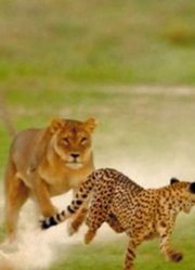 大草原的生存规则：狮子和花豹注定是敌人，这段友情终究落幕