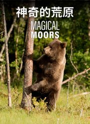 神奇的荒原