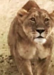 狮子：非洲的百兽之王