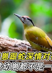 胆大的啄木鸟幼崽，跟蛇深情对视，果然幼崽都不是一般的生物