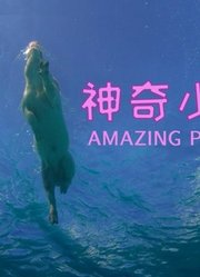 神奇小猪