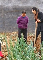 孙媳和奶奶刨大葱，怀疑当年奶奶不认可这个孙媳，看奶奶是咋说哩