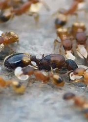 近距离观察蚂蚁女王和工人搬运蚂蚁卵