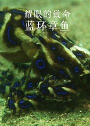 耀眼的致命：蓝环章鱼