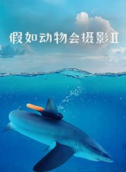 假如动物会摄影：第2季