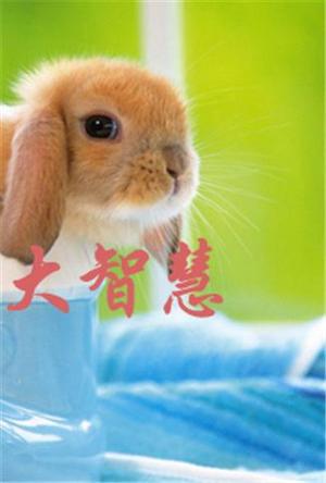 小动物大智慧