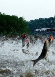 美国最恶劣的亚洲鲤鱼