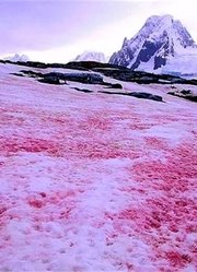 史上罕见的“西瓜雪”，闻起来有西瓜味，看起来很可口却没人敢吃