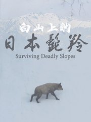 危坡求生：白山上的日本髭羚