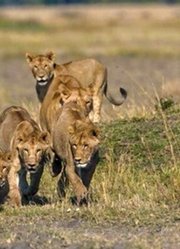 雄狮领地遭到入侵，幼狮的处境岌岌可危，母狮们联合起来共同抗敌