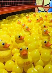 小黄鸭LTDUCK