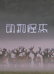 动物怪杰