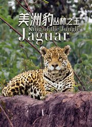 美洲豹——丛林之王