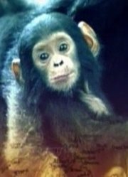 坦噶尼喀的黑猩猩