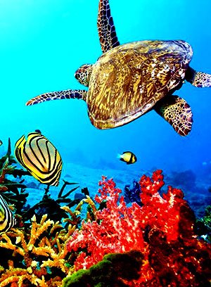 惊艳水族世界