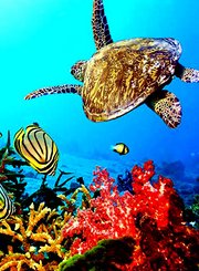 惊艳水族世界
