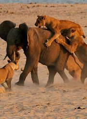 狮子与大象的角斗