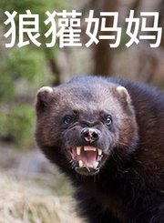 狼獾妈妈