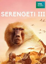 塞伦盖蒂第3季中文版