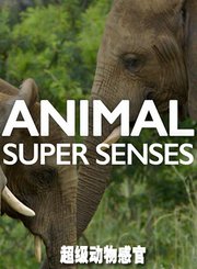 超级动物感官