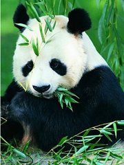 自然世界：拯救大熊猫