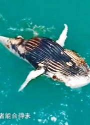 座头鲸死在海上，它的尸体被其他动物大快朵颐，难得的自助餐