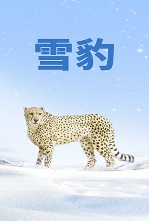 雪豹