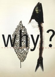 WHY-为什么