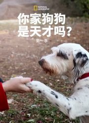 你的狗狗是天才吗？第1季