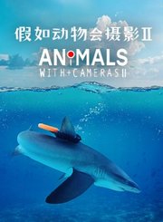 假如动物会摄影第2季-普通话版