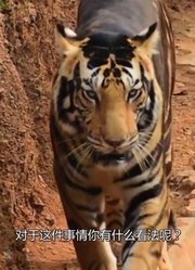 世界罕见的黑色老虎，看到其真面目后，网友：前三十年白活了！