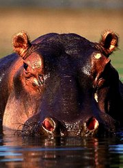 非洲河流上的动物