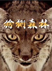 猞猁森林