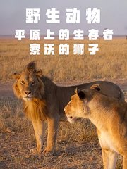 野生动物-平原上的生存者：察沃的狮子