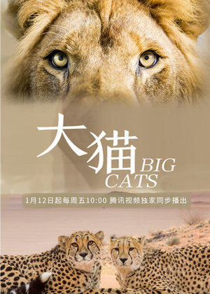 大猫OTT策划